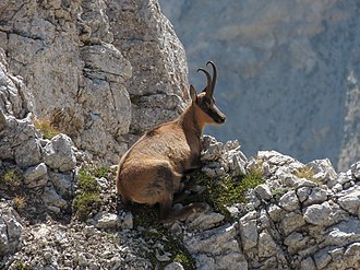 Abruzzo chamois